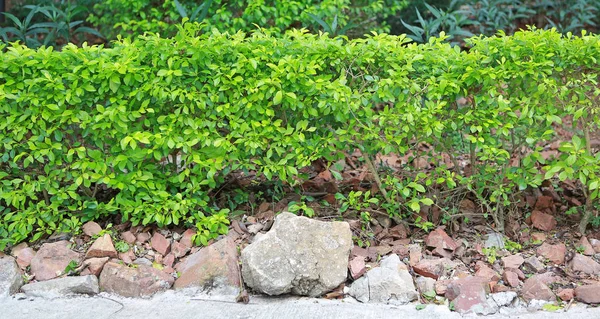 Zaunmauer Mit Kleinem Baum — Stockfoto