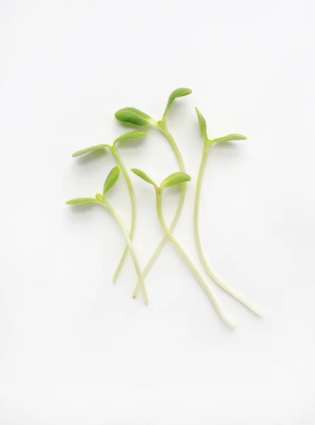 Microgreens Isolated White Background Sunflower Seedlings — Stock Photo, Image
