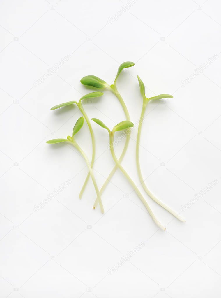 Microgreens isolated on white background. Sunflower seedlings.