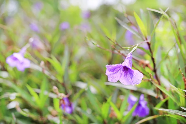 Purple Wild Flower Rain Drop Garden — Stock Photo, Image