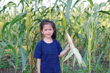 Küçük çiftçi hasat taze mısır tarım bir çiftlikte.