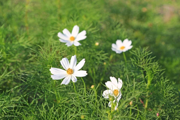 Branco Cosmos Flor Jardim Natureza — Fotografia de Stock