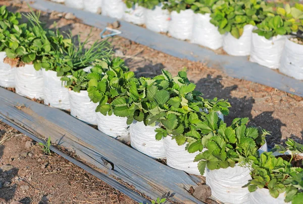 Aardbeiboom Veld Close — Stockfoto