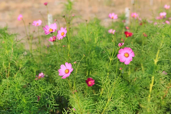 Cosmos Flor Jardim Natureza — Fotografia de Stock