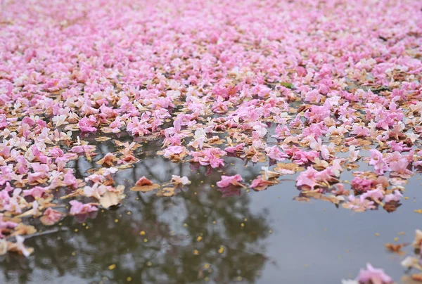 Queda Flor Rosa Totalmente Superfície Lagoa — Fotografia de Stock