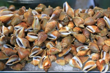 Buz Tayland yerel pazarda taze salyangoz.