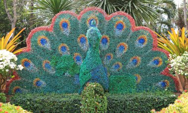 Tavuskuşu yapay plastik yapraklarından yapılmış Bahçe.