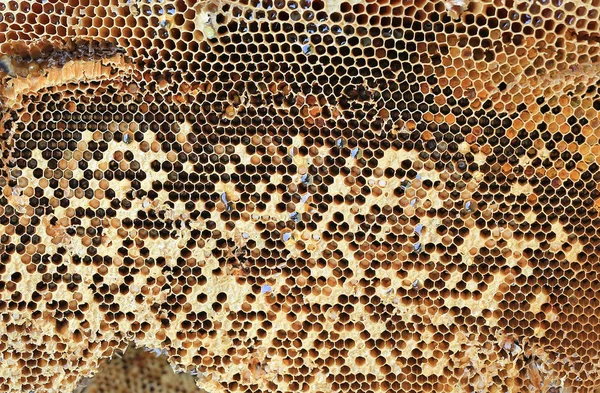 Fechar Fresco Honeycomb Fundo — Fotografia de Stock