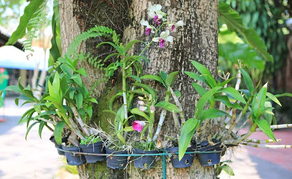Εκτροφή Ορχιδέα Λουλούδι Κρέμονται Γύρω Από Ένα Κορμό Δέντρου — Φωτογραφία Αρχείου