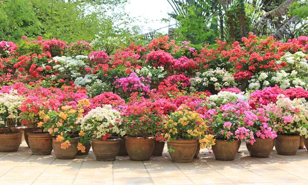 Kleurrijke Bougainville Papier Bloem Pot Tuin — Stockfoto