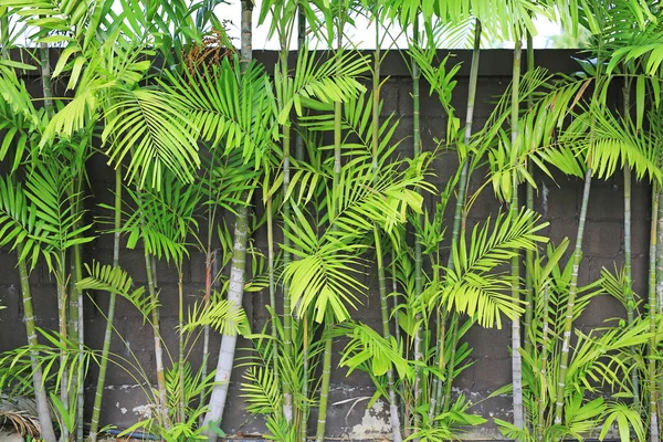 Tropical Palm Deixa Decoração Jardim — Fotografia de Stock