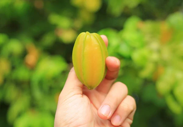 Mão Segurando Frutas Frescas Maçã Star Natureza — Fotografia de Stock