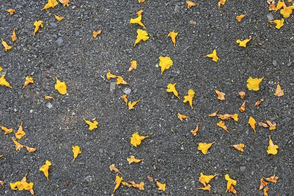 Gelbe Blütenblätter Auf Schwarze Neue Asphaltstraße Gefallen — Stockfoto