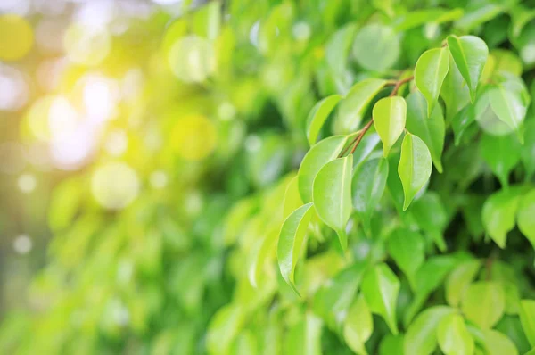 Čerstvý Zelený Strom List Rozostřeného Pozadí Letní Zahradě Sluneční Paprsky — Stock fotografie
