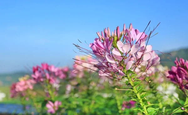 분홍색과 Spinosa 배경으로 정원에서 — 스톡 사진