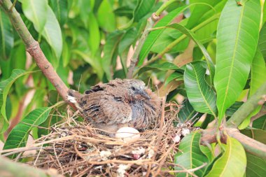 Doğadaki ağaç dalı üzerinde kuş yuvasında yumurtadan ve bir yumurtadan yumurtadan doğan yeni doğmuş kuş.
