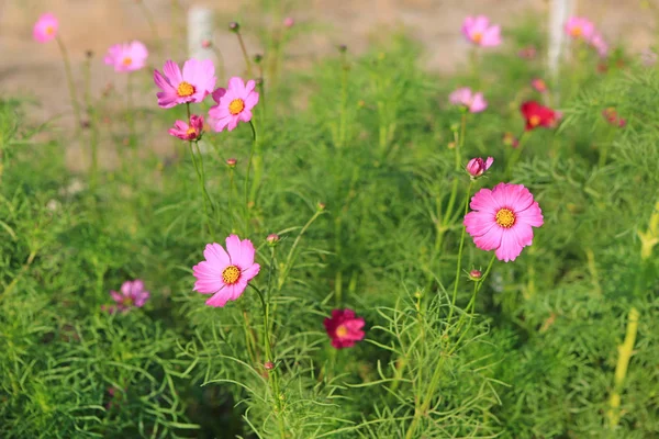 Cosmos Flor Jardim Natureza — Fotografia de Stock