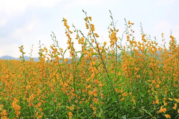 Beautiful Yellow Flower Sunhemp Nature Landscape Scenery Natural Background — Stock Photo, Image