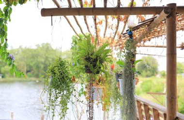 Ev bahçesinde saksı dekorasyon çiçek asma bitki.