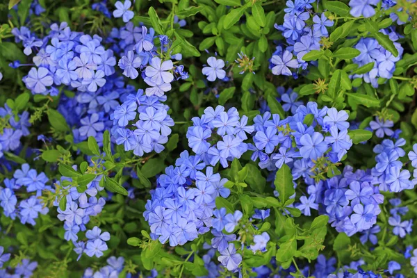 Close Cape Leadwort Plumbago Auriculata Flower Garden — Stock Photo, Image