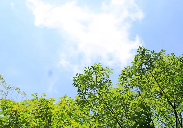 コピースペースと空の背景に緑の葉 — ストック写真