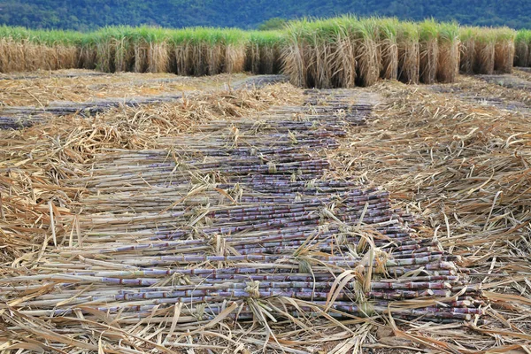 Sugar cane harvesting season, Thailand