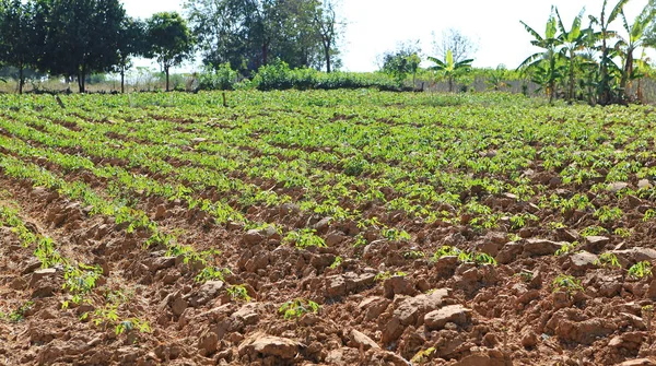 Yuca Plantación Campo Tailandia — Foto de Stock