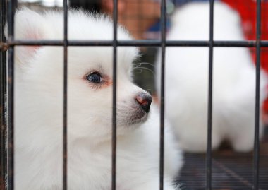 yavruları Satılık ekranda bir kafes içinde