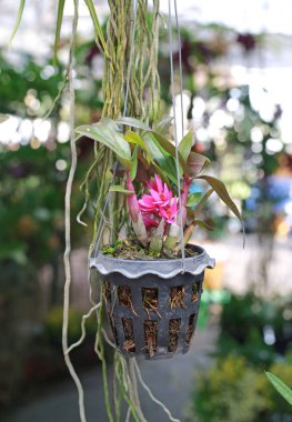orkide bitki pot asılı