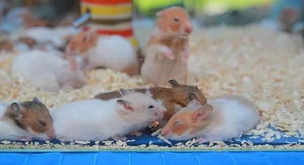 Hamsters Géants Cage Pour Vente Sur Marché Thailand — Photo