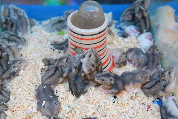 Hamsters Froids Cage Pour Vente Sur Marché Thailand — Photo