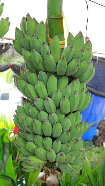 Bananas Verdes Monte Pendurado Bananeira — Fotografia de Stock