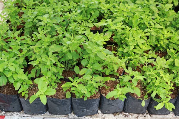 Bebê Plantas Manjericão Sagrado Estufa — Fotografia de Stock