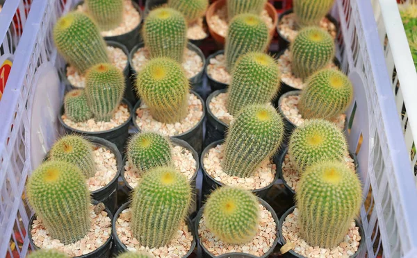 Decorazione Del Giardino Della Pianta Del Cactus Gruppo Piccolo Pot — Foto Stock