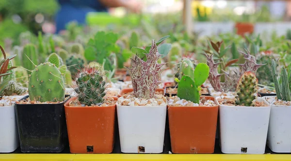 Grupa Różnicy Kaktusów Uprawach Szklarniowych — Zdjęcie stockowe
