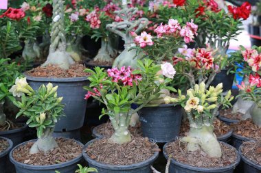 Satmak için tencerede küçük açelya çiçekleri.