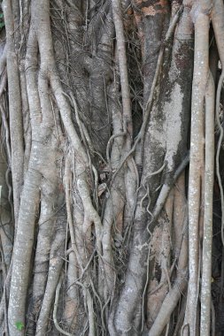 Ağaç Kökleri arka planı.