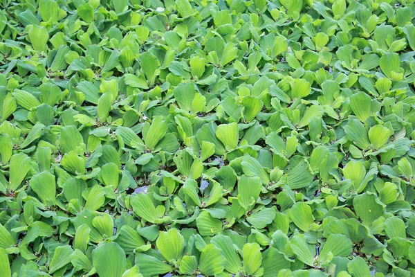 Sfondo Duckweed Verde Acqua — Foto Stock