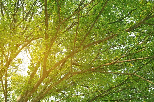 日光の光線を庭の木々 — ストック写真