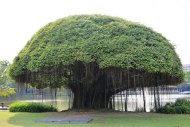 Big Banyan tree near the lake. clipart