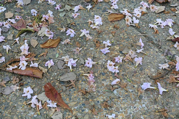 Flores Cor Rosa Folha Seca Caem Passarela Tijolos — Fotografia de Stock