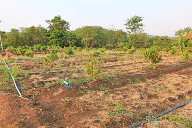 Tayland vadisinde küçük bir mango ağacı.