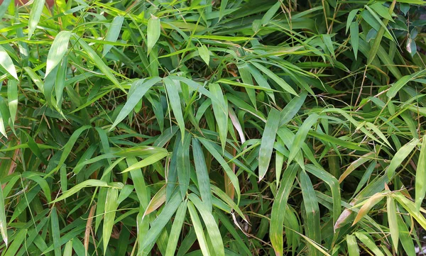 Close Natureza Bambu Folhas Fundo — Fotografia de Stock