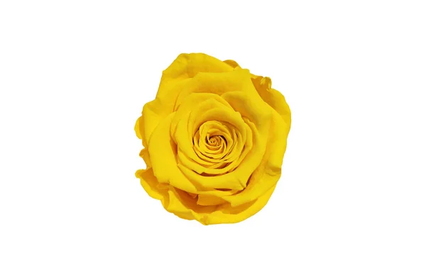 Żółty Kwiat Róży Izolowany Białym Tle Widok Góry — Zdjęcie stockowe
