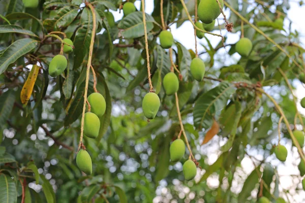Mangó Gyümölcsök Lógnak Faágak — Stock Fotó