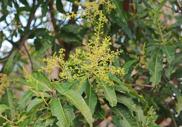 Mazzo Fiori Mango — Foto Stock