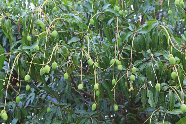 Плоды Манго Свисающие Деревьев — стоковое фото