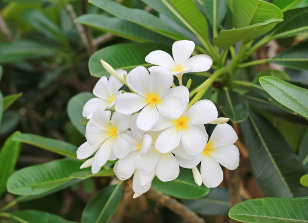 Plumeria Kwiat Ogrodzie — Zdjęcie stockowe