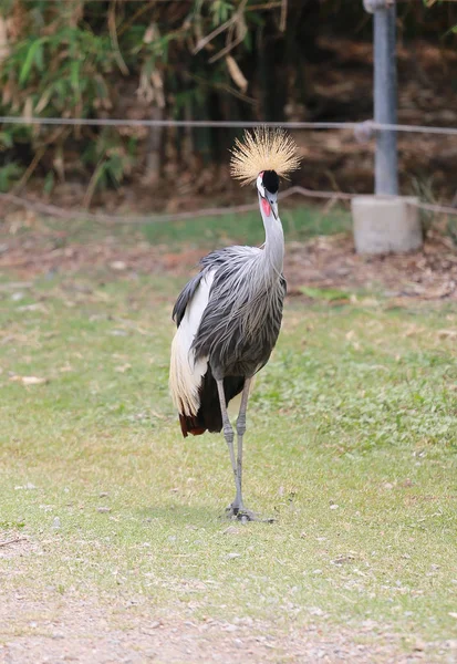 Guindaste Coroado Cinza Balearica Regulorum Zoológico — Fotografia de Stock