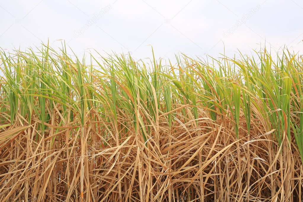 sugar cane factory plantation irrigation